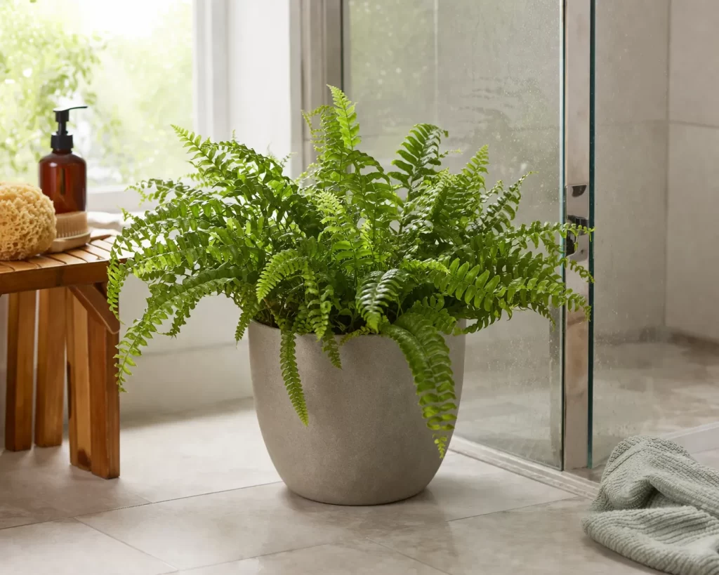 Groene kamerplant in een vochtige badkamer met zacht daglicht. Ideaal beeld voor plantenverzorging in de badkamer.