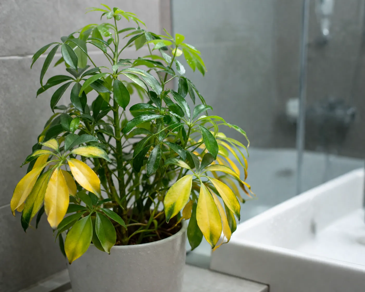 Een echte badkamerplant met gele bladeren in een lichte, moderne badkamer.